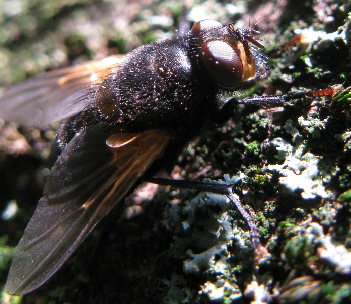 Calliphora o..